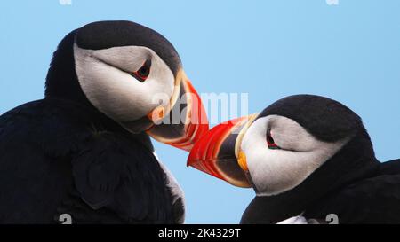 Nahaufnahme von zwei Atlantischen Papageitauchern Stockfoto