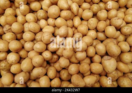 Großer Haufen Kartoffeln auf dem Markttisch. Lebensmittelhintergrund und Kartoffelerntekonzept. Stockfoto