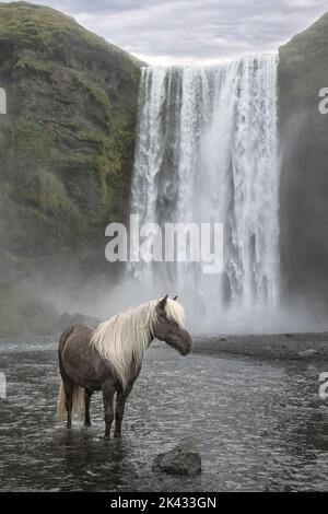 Schönes graues isländisches Pferd mit weißer Mähne, das vor dem Skógafoss Wasserfall steht, einem berühmten Wasserfall in Island Stockfoto