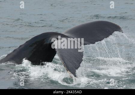 Ein Buckelwal (Megaptera novaeangliae) beginnt seinen Tauchgang, indem er seinen fluke vor der Küste von Provincetown, Massachusetts, aus dem Wasser hebt. Stockfoto