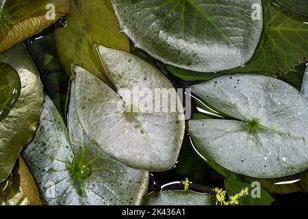 Blätter der Stellata Zwergwasserlilie (Nymphaea rubra) Stockfoto