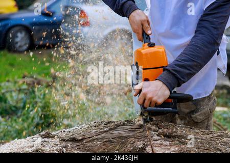 Während eines Hurrikans fielen mehrere Bäume auf den Asphalt, als ein Arbeiter mit einer Kettensäge sie sägte Stockfoto