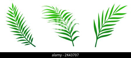 Grüne Palmenblätter isoliert auf weißem Hintergrund gesetzt. Vektorgrafik Stock Vektor