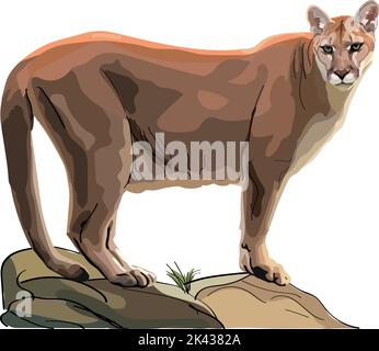 Realistischer Puma, der auf einem Felsen steht. Vektorgrafik Stock Vektor