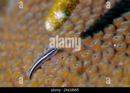 Sharknose Goby – Gobiosoma evelynae auf Korallen Stockfoto