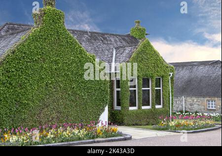 Gebäude aus altem Stein mit Efeu, der an der Außenseitewächst, und wunderschönen Tulpenblütenbeeten Stockfoto