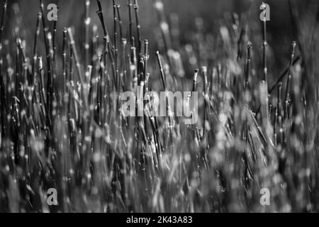 Feine Kunst der kleinen Bambusstäbchen Stockfoto