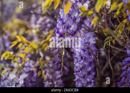 Glyzinie in Blüte. Zarte junge Glyzinienrebe. Selektiver Fokus. Zarte junge Glyzinienrebe. Selektiver Fokus Stockfoto