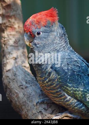 Attraktiv hereinziehender männlicher Gang-Gang Cockatoo in schillernder Schönheit. Stockfoto