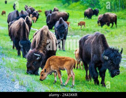 Weibliche Kuh Wood Bison mit jungem Kalb; Alaska Highway; British Columbia; Kanada Stockfoto