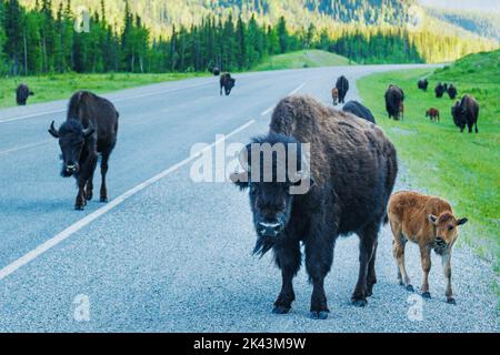 Weibliche Kuh Wood Bison mit jungem Kalb; Alaska Highway; British Columbia; Kanada Stockfoto