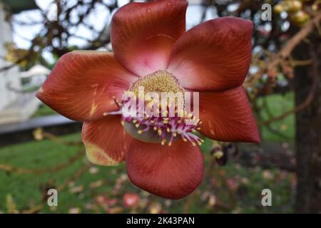 Eine Cannon Ball Blume auf einem Baum in Trinidad, West Indies. Stockfoto