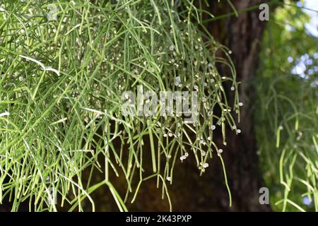 Der Mistelkaktus, wissenschaftlich bekannt als Rhipsalis baccifera, wächst auf einem Poui-Baum in Trinidad und Tobago. Das ist ein epiphytischer Kaktus. Stockfoto