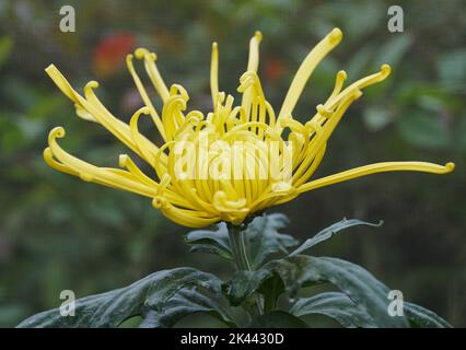 Nahaufnahme der gelben Farbe der Spinnenmama „Golden Splendor“-Blume Stockfoto