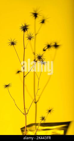 Spanish Needle - Bidens ist eine Gattung von blühenden Pflanzen in der Aster-Familie. Die gebräuchlichen Namen Bettler Zecken, Black Jack, Burr Ringelblumen, Stockfoto