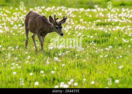 USA, Idaho, Bellevue, Junghirsche auf Wiese bei Sun Valley Stockfoto