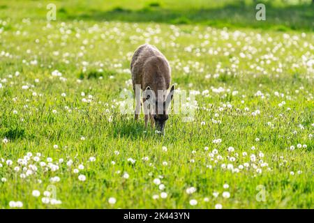 USA, Idaho, Bellevue, Junghirsche auf Wiese bei Sun Valley Stockfoto