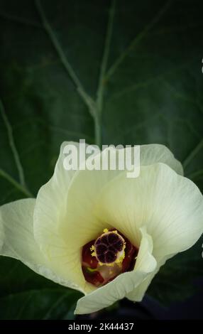 Nahaufnahme der gelben Okra-Blume mit Blättern, auch bekannt als Damenfinger, Gemüseblümchen in verschwommenem Hintergrund, mit Kopierraum Stockfoto