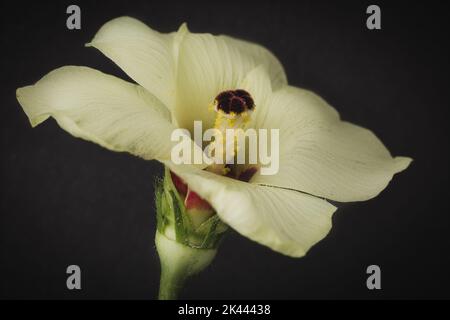 Nahaufnahme der gelben Okra-Blume isoliert auf strukturiertem schwarzem Hintergrund, auch bekannt als Okro oder Damenfinger, Gemüseblümchen in Soft-Focus Stockfoto