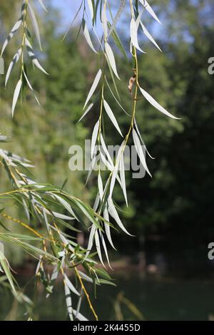 Trauerweide wächst am Ufer in der hellen Sommersonne. Stockfoto
