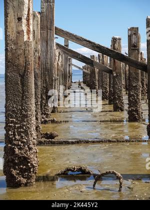 Alte Stegpfosten im seichten, schlammigen Hafen, im Firth der Themse, Neuseeland. Stockfoto