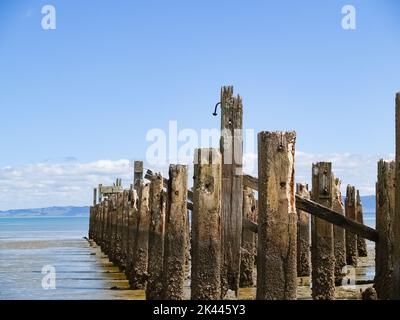 Alte Stegpfosten im seichten, schlammigen Hafen, im Firth der Themse, Neuseeland.niedrige Perspektive. Stockfoto