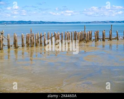 Alte Hafenpfosten, historisches Wahrzeichen im seichten, schlammigen Hafen im Firth of Thames, Neuseeland. Stockfoto