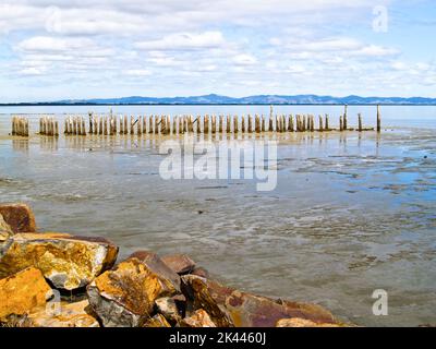 Alte Stegpfosten im flachen, schlammigen Hafen im Firth of Thames, Neuseeland. Stockfoto