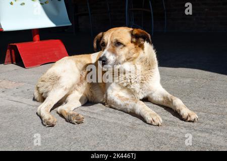 Einsamer und schöner streunender Hund.das Konzept der streunenden Hunde, ein Tierheim, die Pflege von Haustieren. Netter und lustiger Hund. Stockfoto