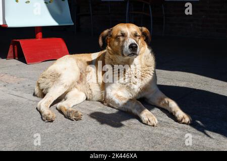 Einsamer und schöner streunender Hund.das Konzept der streunenden Hunde, ein Tierheim, die Pflege von Haustieren. Netter und lustiger Hund. Stockfoto