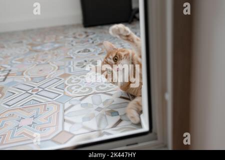 Eine schöne rote Katze spielt auf dem Balkon. Vorderansicht. Stockfoto