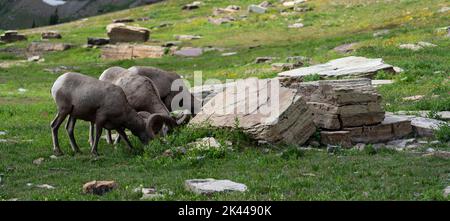 Bergziegen sammeln im Hochland des Glacier National Park. Stockfoto