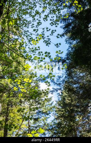 An einem sonnigen Tag Äste und Blätter gegen den blauen Himmel. Stockfoto