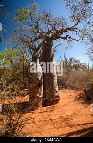 Landschaft mit Adansonia rubrostipa aka fony Baobab Baum, Reniala Reserve Park, Toliara, Madagaskar Stockfoto