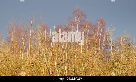 Ein Teil von Bäumen mit bunten Blättern im Park. Blauer Himmel, Herbst, langes Cover, Webbanner, Social Media. Stockfoto