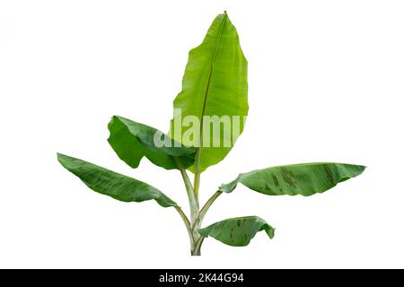 Junge Bananenstauden mit breiten grünen Blättern mit weißen pulverförmigen Stängeln, isoliert auf weißem Grund Stockfoto