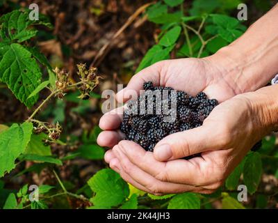 Weibliche Hände halten eine volle Handvoll frischer Brombeeren und pflücken Beeren. Frisches Obst in Palmen im Wald Stockfoto
