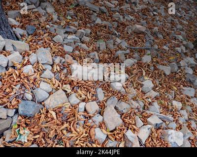 Orangefarbene Blätter aus Buche und Kastanie zwischen grauen Basaltsteinen. Die Basis des Basaltsteinbruchs Stockfoto