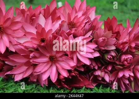 Rosa Lotus oder Seerosenblüten Hintergrund, rosa Seerose auf grünem Gras Stockfoto