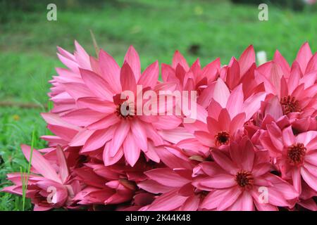Schöne rosa Wasserlilie oder Lotusblume im Teich. Stockfoto