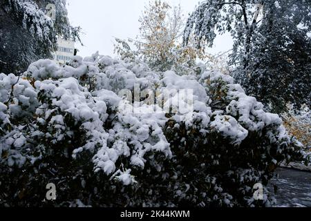 Der erste Schnee auf den Herbstbäumen Äste und Blätter der Straßen der Stadt Stockfoto