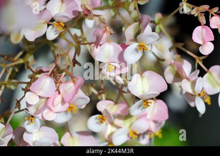 Rosafarbene Blume Stockbild Stockfoto