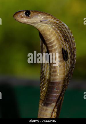 Nahaufnahme einer Schlange mit Treffern Haube ausgebreitet, um Raubtiere als Verteidigungsmechanismus zu erschrohen; Makroaufnahme einer indischen Brillenkobra mit ihrer Haube. Stockfoto