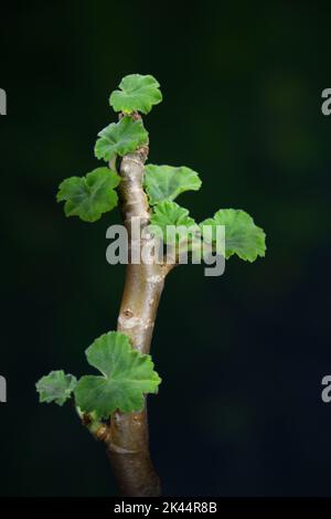 Ein Bonsai-aussehender Schnitt einer roten Geranium-Geraniaceae-Familie, der den Stiel und die Blätter in einem weichen, dunkelgrünen und blauen Stimmungslicht zeigt Stockfoto