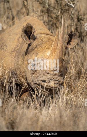 Nahaufnahme eines schwarzen Nashorns, das am Busch liegt Stockfoto