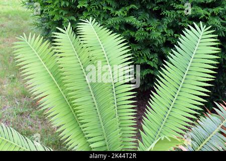 Die riesigen dioon-Blätter (Dioon spinulosum) sind in Mexiko beheimatet Stockfoto