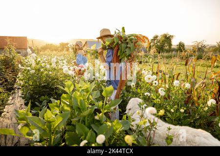 Die Farmarbeiter tragen viele frisch aufbereitete Blumen auf dem Bauernhof Stockfoto