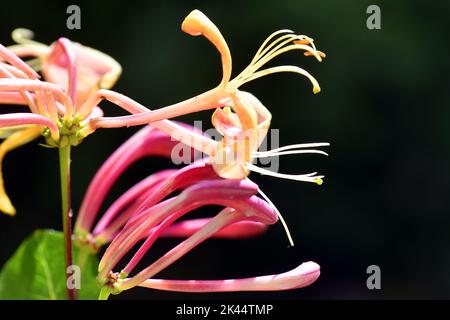 Blühendes Etruskisches Geißel (Lonicera etrusca) Stockfoto