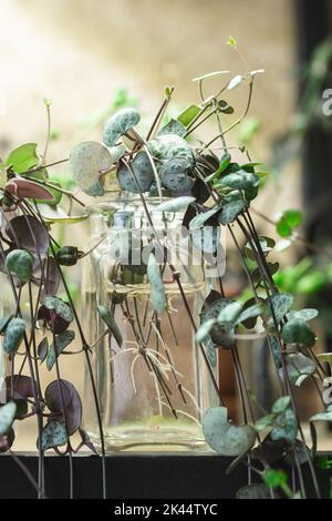 Ceropegia Woodii Vermehrung