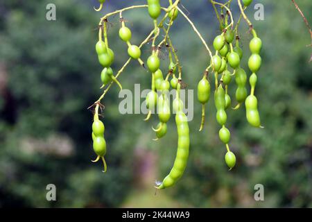 Japanische Pagodenbaumfrüchte (Styphnolobium japonicum oder Sophora japonica) Stockfoto